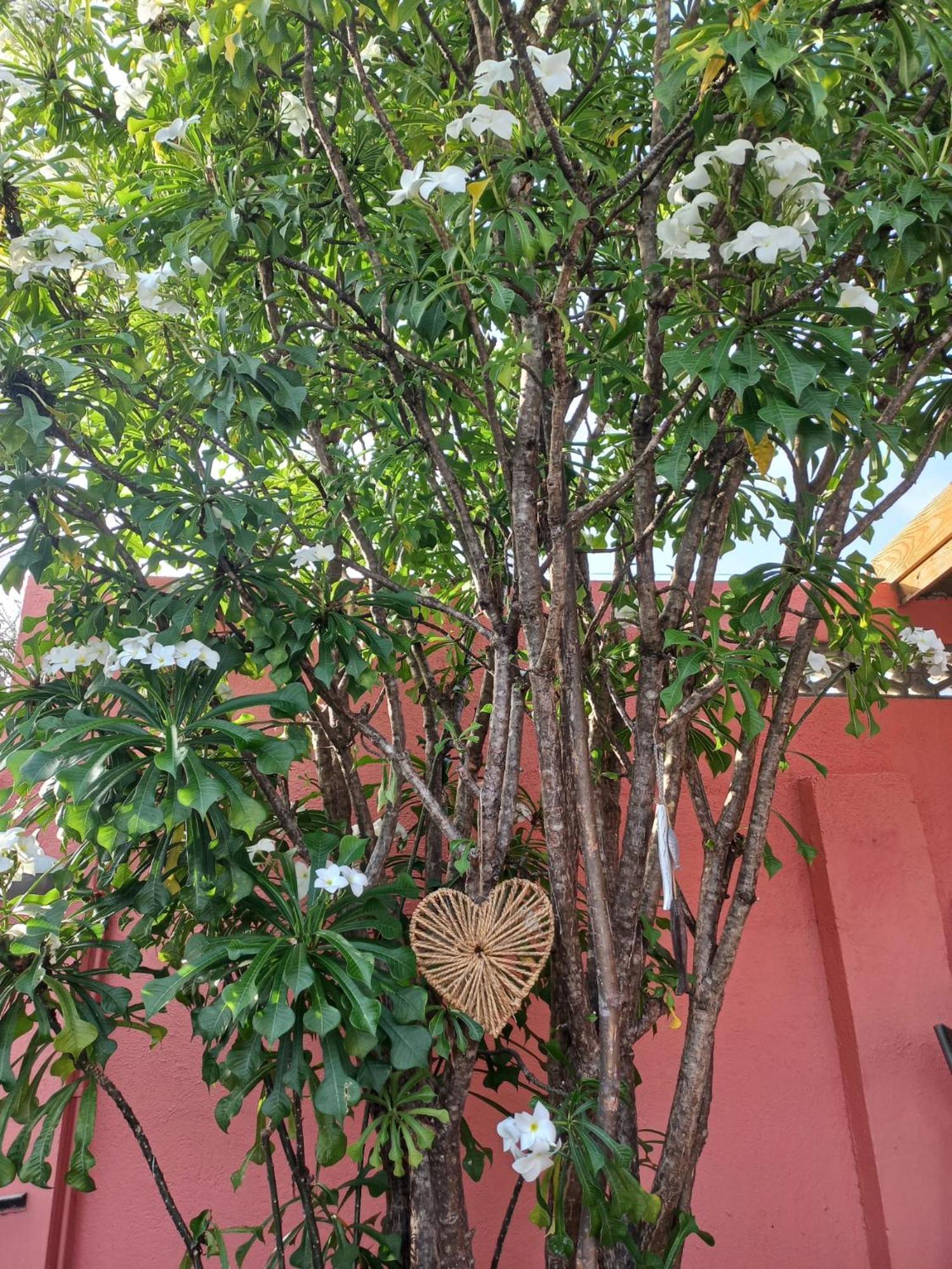 Happy Curoase Bed and Breakfast Willemstad Buitenkant foto